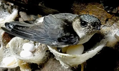 Dịch cúm H5N1 lây lan diện rộng tại 8 điểm nuôi yến quy mô lớn