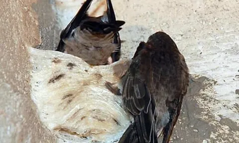 Yến sào - sản phẩm du lịch quý hiếm của Việt Nam