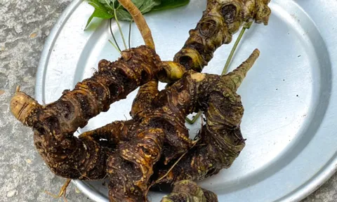 Tam thất rừng - Những củ sâm quý như vàng ròng trên núi