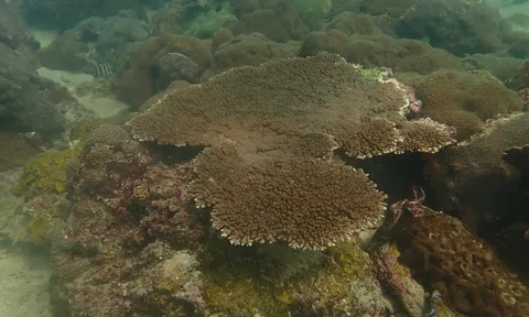 Nhân Ngày Đại dương  8.6: Cứu san hô, cứu môi trường biển...